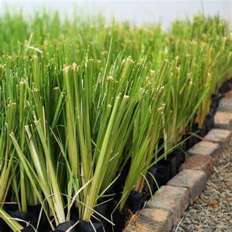 The Vetiver Grass System How It Works Benefits And Uses
