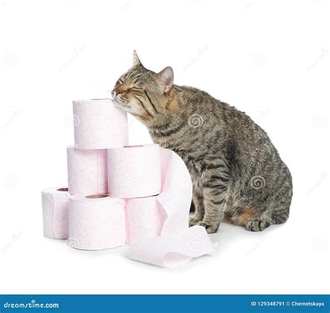 Cute Cat With Rolls Of Toilet Paper Stock Image Image Of Playing