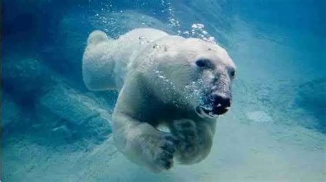 Can Polar Bears Drown 5 Things You Need To Know