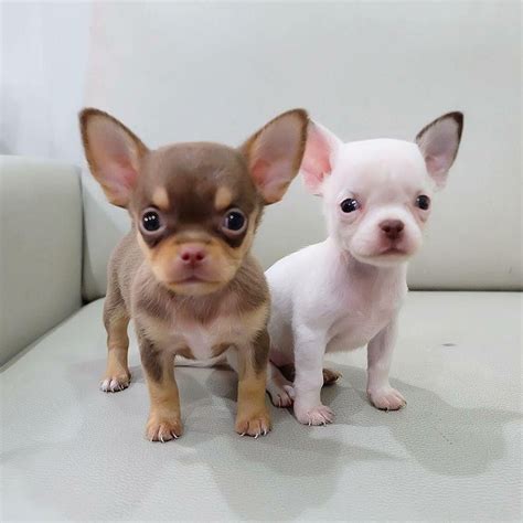 Mini Teacup Chihuahua Welpen Kaufen Pets Lovers