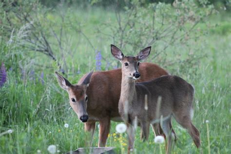 Maines 3 Month Deer Hunting Season Begins Saturday With Expanded Archery