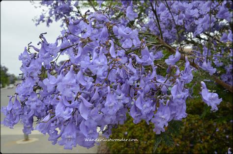 Look no further than our trees with purple flowers! Batiquitos Lagoon