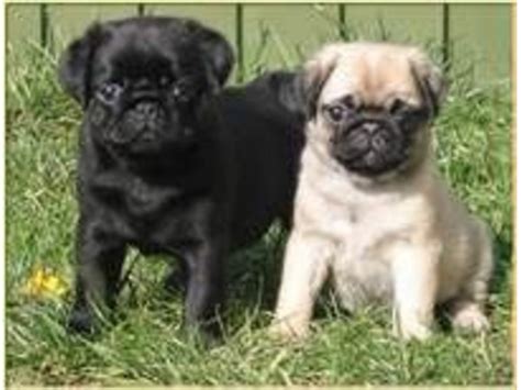 Breeding show, champion and companionship pugs with my bloodlines many in show. AKC Pure Bred Pug Puppies - Animals - Austin - Texas ...