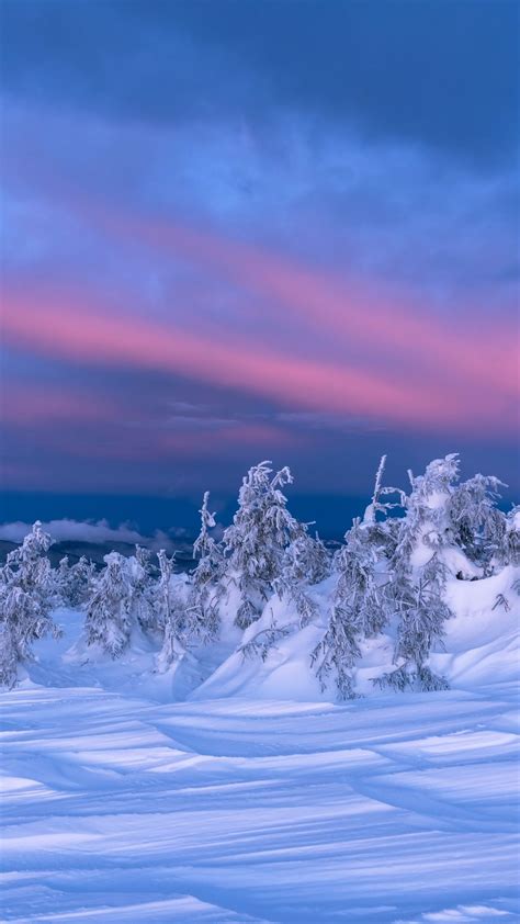 Wallpaper Winter Landscape Snow Trees Dusk