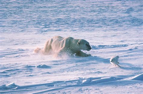 Polar Bear Chasing Arctic Fox Photograph By Dan Guravich Pixels