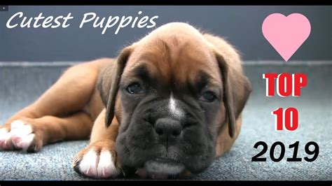 Top 10 Cutest Most Adorable Puppies Breeds In The World