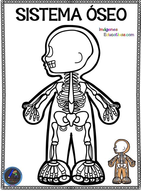 Imagenes De Esqueleto Humano Para Colorear Con Sus Partes