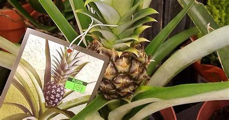 My Local Supermarket Sells Potted Pineapple Plants Mildlyinteresting