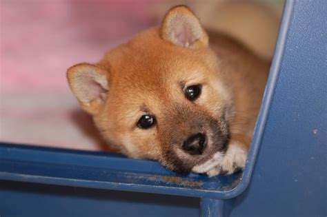 Bitte kaufen sie keine welpen der rasse shiba inu oder andere rassehunde per vorkasse über western union. Shiba Inu Welpe Manami Foto & Bild | tiere, tierkinder ...