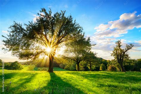 The Sun Shining Through A Tree On A Green Meadow A Vibrant Rural