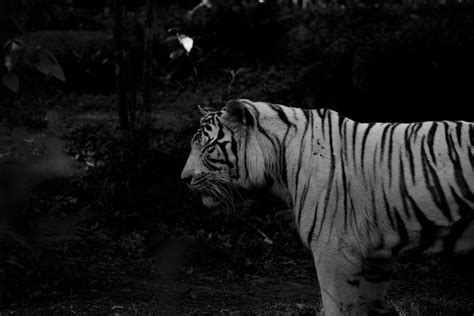 Dangerous Tiger Standing In Zoo In Darkness · Free Stock Photo