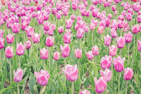 Abundance Violet Field Flower Tulip Spring Flowers Beautiful Meadow