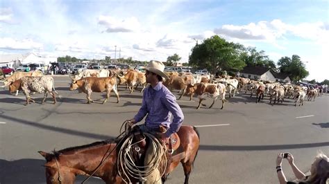 Longhorn Cattle Drive Amarillo Texas Youtube