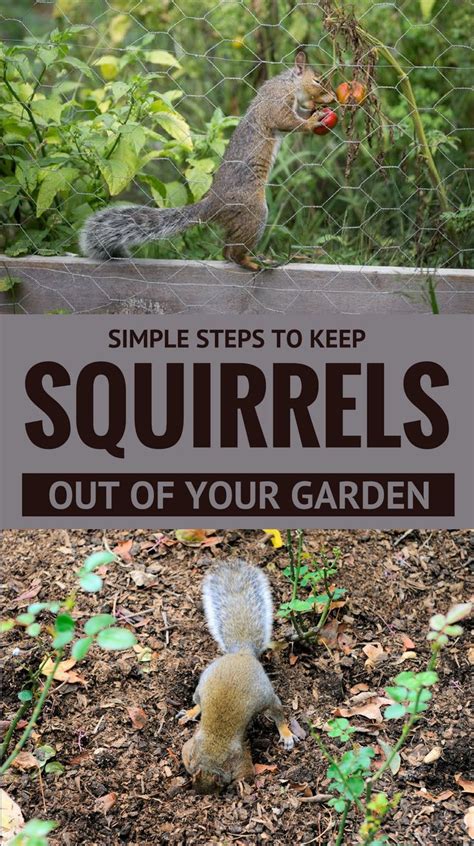 If these sensory methods fail, you may for more information on squirrels as garden pests and how to deter them, visit: Simple Steps To Keep Squirrels Out of Your Garden ...