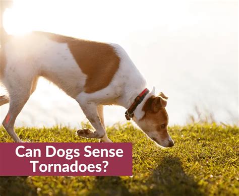 Can Dogs Sense Tornadoes Or Not Lets Find Out