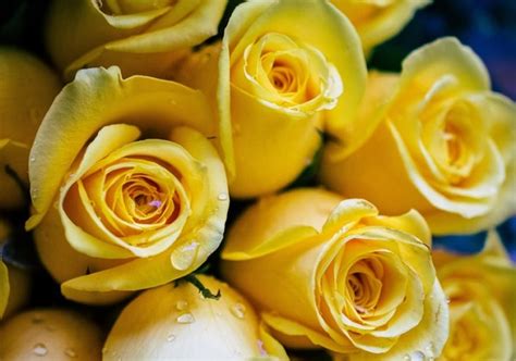 گالری عکس گل رز زرد برای خاص پسندان ستاره