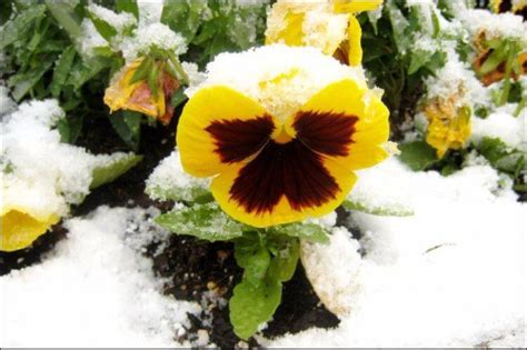 18 Plants That Survive Winter To Keep Your Garden Blooming