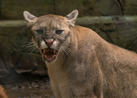 Michigan Dnr Looking Into Dangerous Cougar Sightings In The State