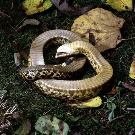 Snakes Of Ohio Identifying All 25 Species Slideshow