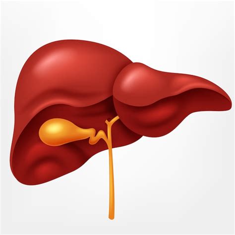 Hígado Humano En El Sistema Digestivo Vector Premium