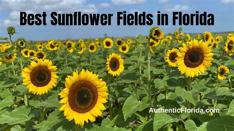 Best Sunflower Fields In Florida Authentic Florida