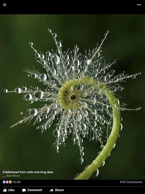 ゼンマイ 薇 Fiddleheads Fiddlehead fern Osmunda japonica Nature photography Beautiful nature