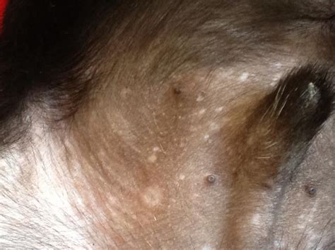 Does My Dog Have A Fungal Infection Pics