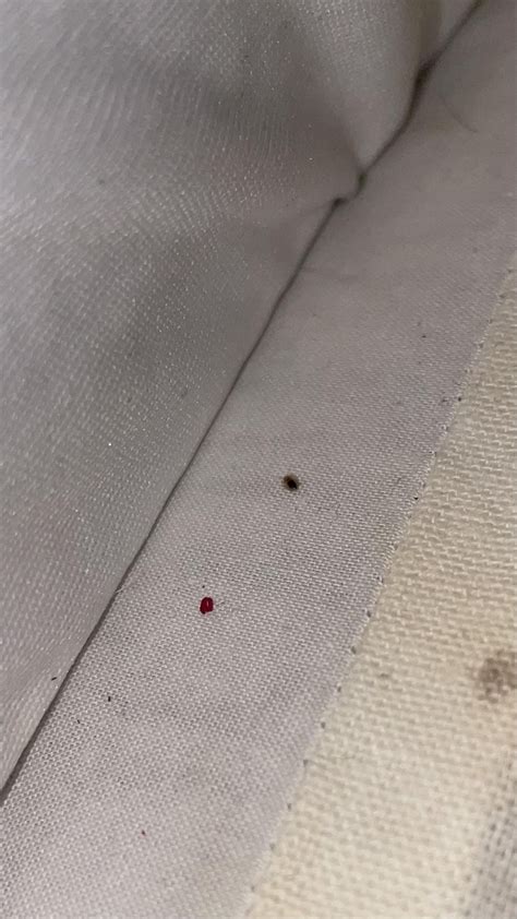 Help Identifying These Spots Are They Bed Bug Blood Spots Found On