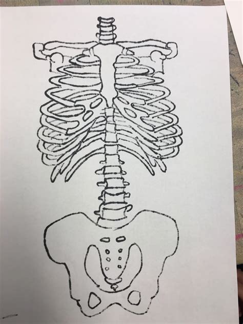 Art Room Blog 5th Grade Skeleton Torso Project