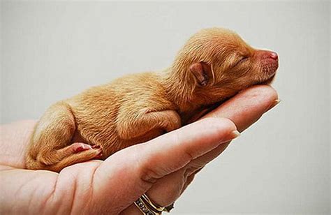 16 Super Cute Baby Puppies Photos Design Swan