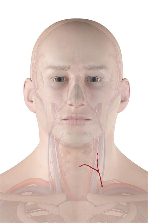 Human Neck Artery Photograph By Sciepro Pixels