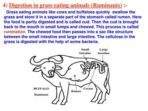 Ppt Chapter 2 Nutrition In Animals Powerpoint Presentation Free