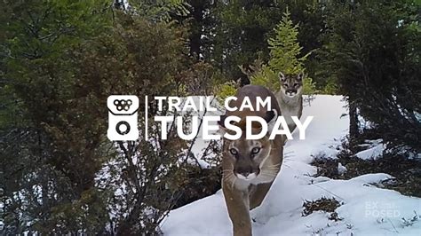 Two Wild Cougars Caught On Camera Trail Cam Tuesday Youtube