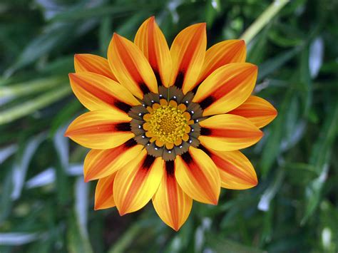 Návod k pěstování, požadavky na světlo, hnojení, vlhkost, množení a zalévání. esVerde: Gazania / Gazania