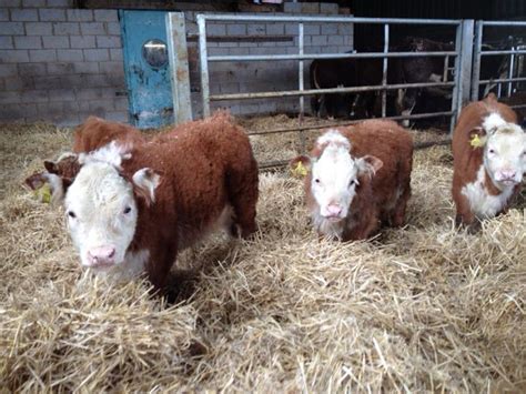 Miniature Herefords Heres Looking At You Too Calves Born On The