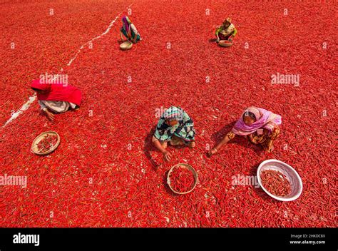 Women Workers Are Sorting Red Chilli Pepper In Various Farms In