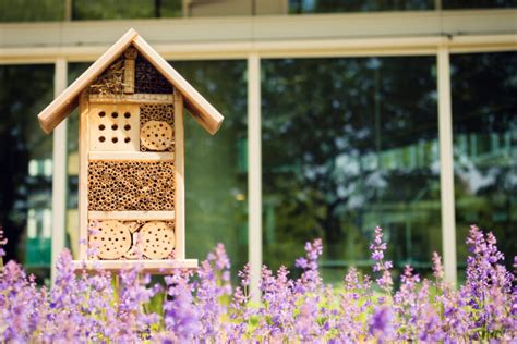 Les abeilles restant dans la ruchette seront balayées sur la ruche ou. Attirer les abeilles dans votre jardin et en prendre soin