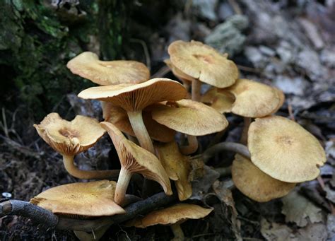 Is it Bad if Mushrooms are Growing at the Base of a Tree? - Bushor's ...