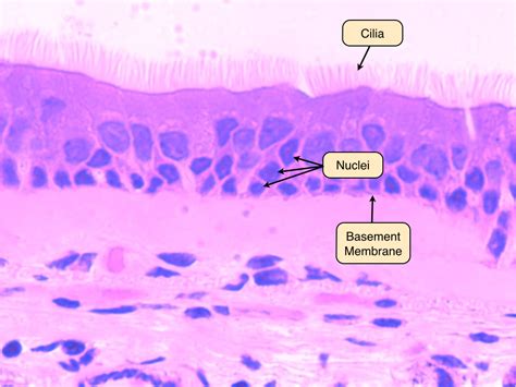 Epithelial Tissue Labeled Squamous Cuboidal Columnar Stock Vector My The Best Porn Website