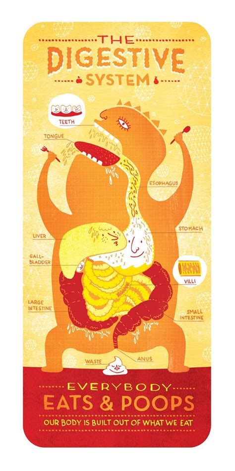 The Digestive System Poster Etsy Digestive System Body Systems