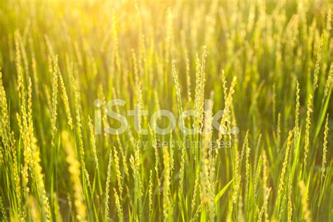 Green Grass Lighted The Sun At Sunset Nature Background Stock Photos