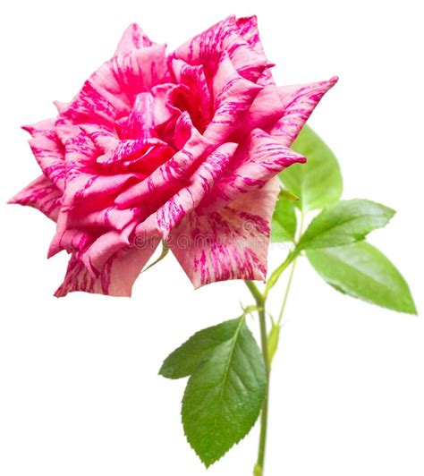 Beautiful Pink Rose Flower Stock Image Image Of Celebrate 236696299