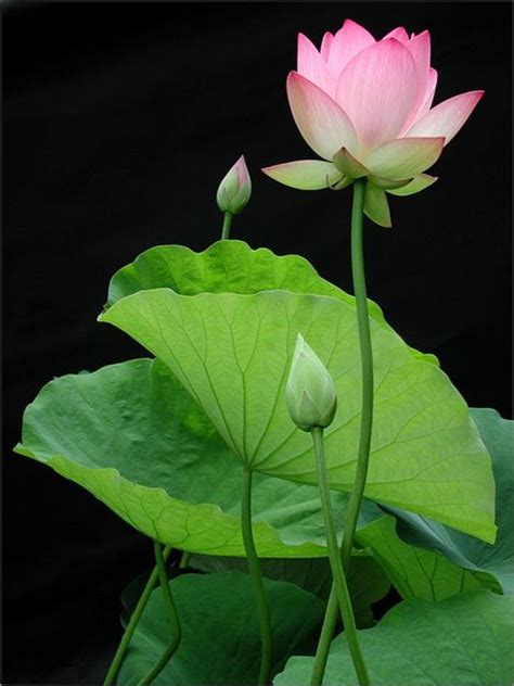 A Picture Of A Lotus Flower Lotus Nelumbo Nucifera Plant Traditional