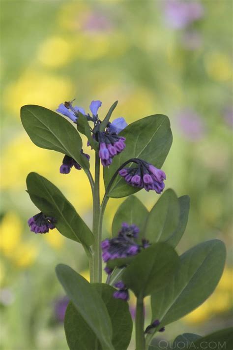 Check out our native virginia plants selection for the very best in unique or custom, handmade pieces from our shops. Virginia bluebells, native New Jersey wildflowers. I love ...