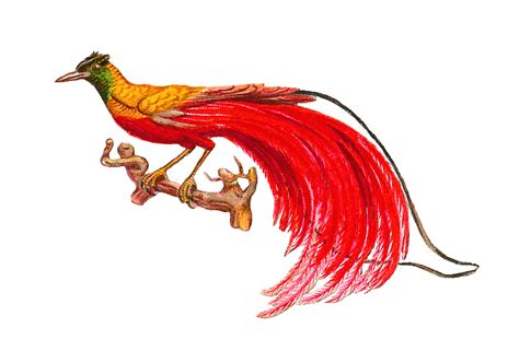 Antique Images Antique Bird Clip Art Bird Of Paradise With Red Tail