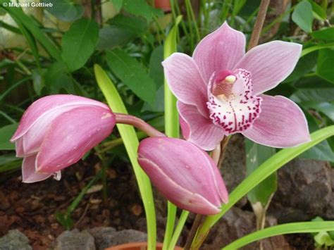 Pregetters Orchideengarten “jardim Orquídea” In Funchal Madeira