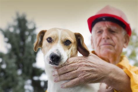 Aging Gracefully Understanding Senior Pet Care Clairmont Animal