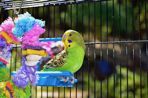 51 Best Pictures Budgies As Pets Australia How To Properly Care For