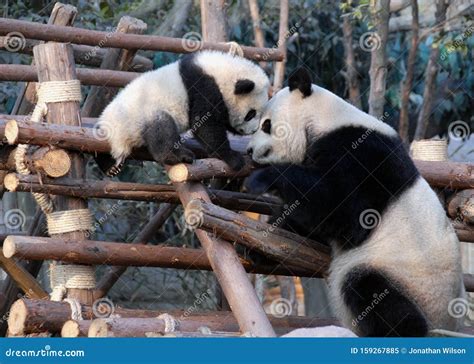 Mãe E Filhote De Panda Na Base De Pesquisa Chengdu Da Reserva Chengdu