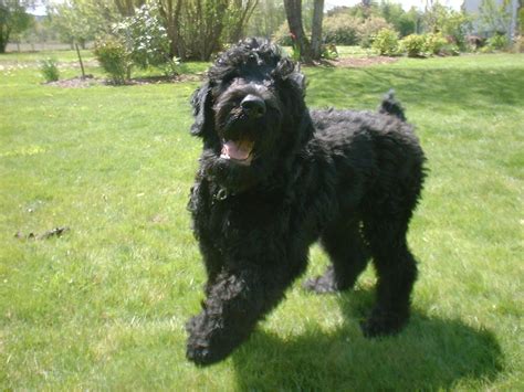 Black russian terrier puppies for sale in ohioselect a breed. Dog Breed Directory: Black Russian Terrier Dog Breed